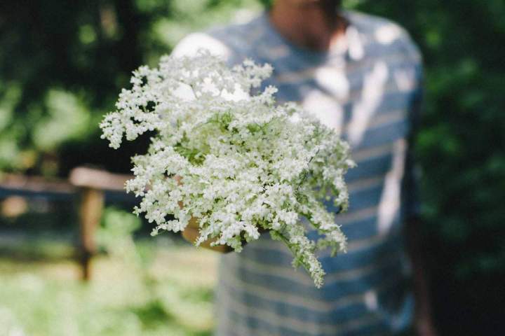Elderflower in spring