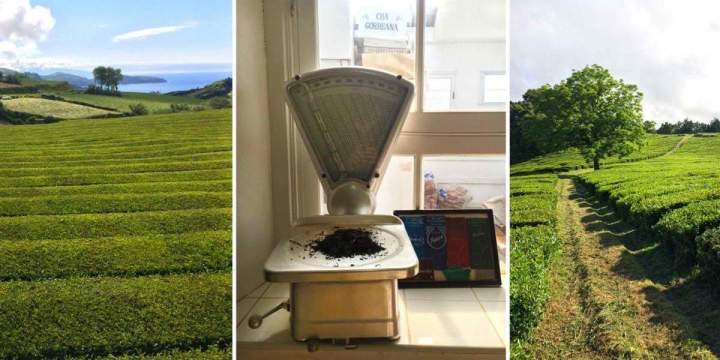 Exploring Sao Miguel - green tea