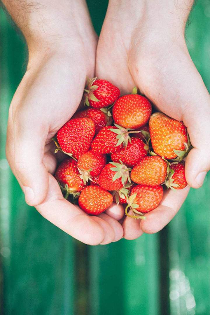 fresh homegrown strawberries held in hand